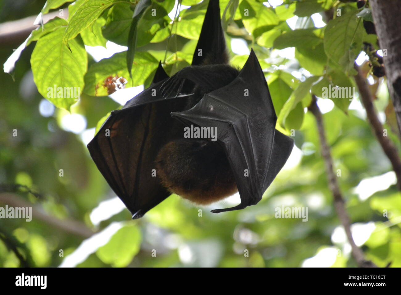 Fruit bat, London Zoo, London, England, UK Stock Photo