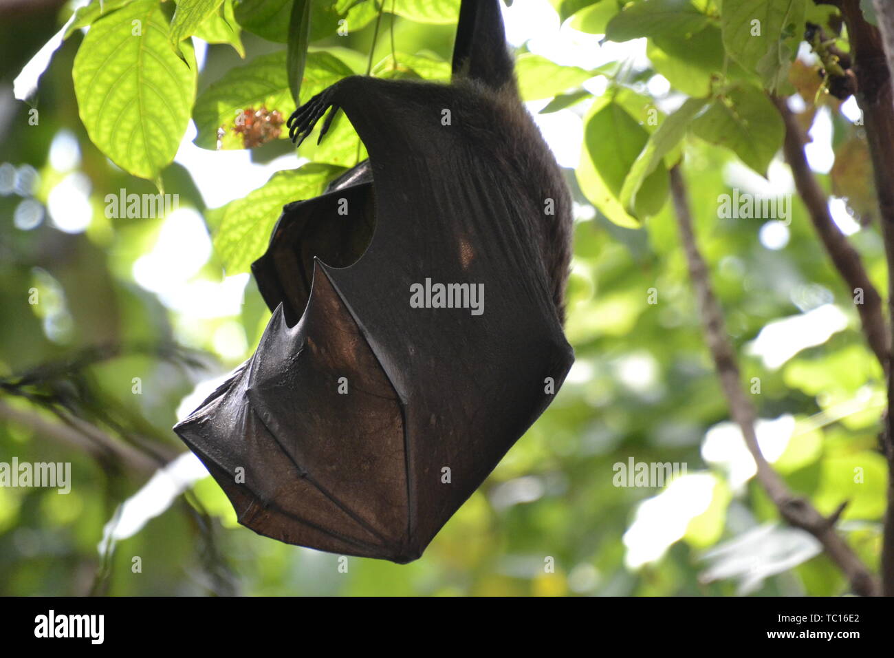 Fruit bat, London Zoo, London, England, UK Stock Photo