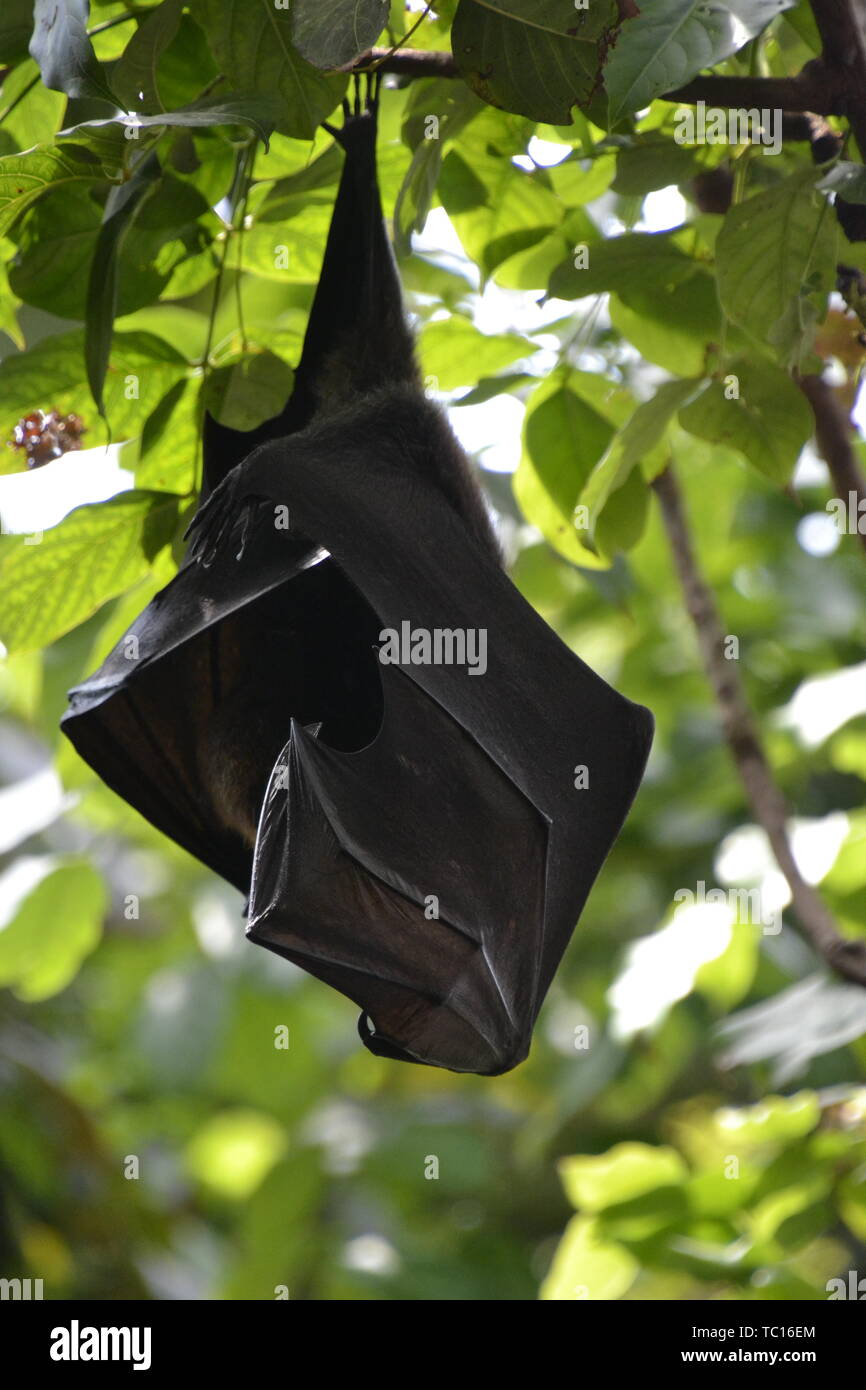 Fruit bat, London Zoo, London, England, UK Stock Photo