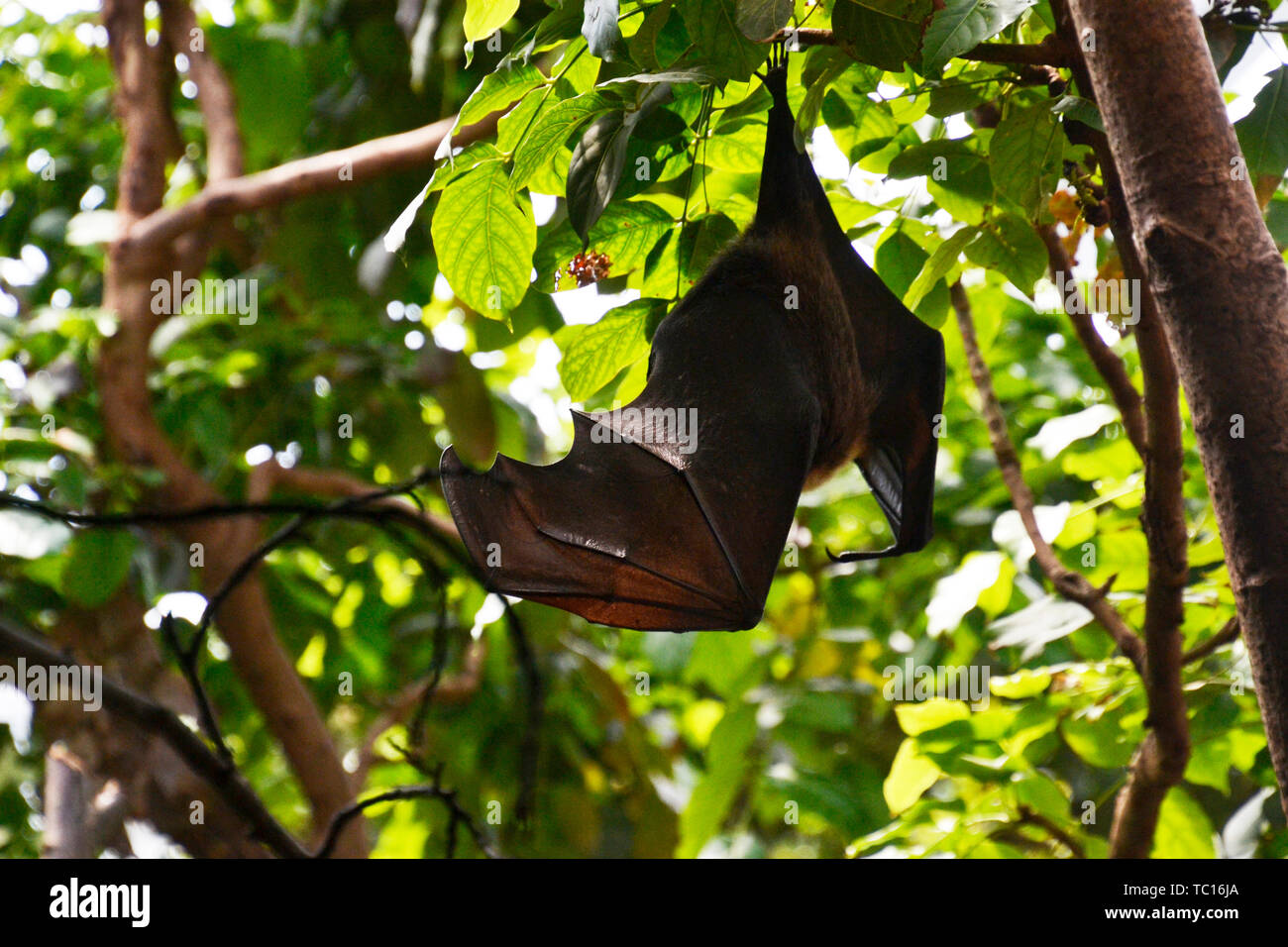 Fruit bat, London Zoo, London, England, UK Stock Photo