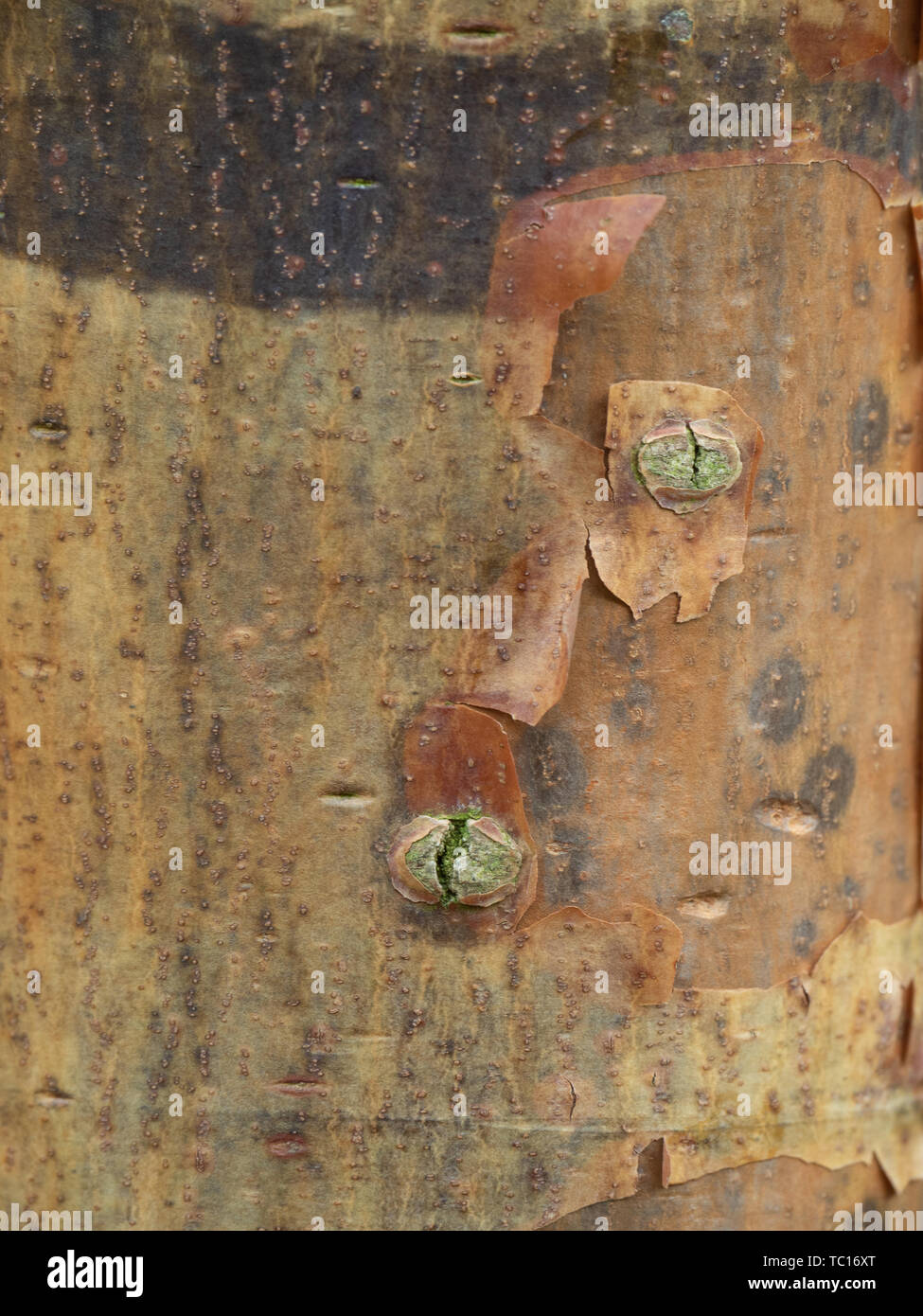 a close up of a section of the peeling bark of Acer griseum Stock Photo