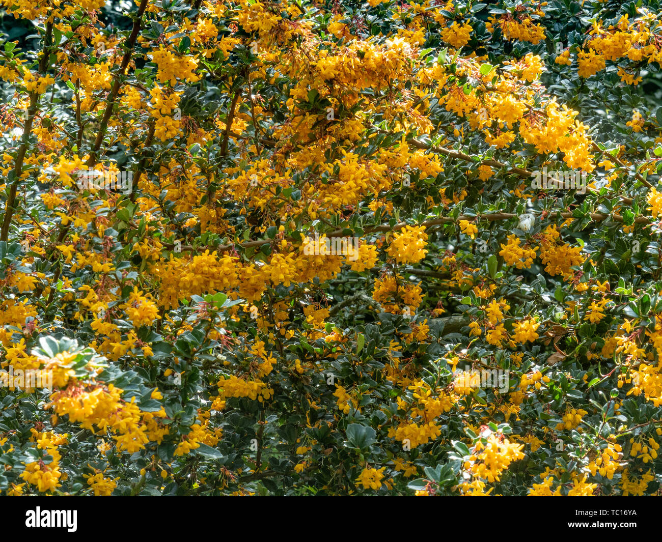 A part of a large flowering bush of Berberis dawinii Stock Photo