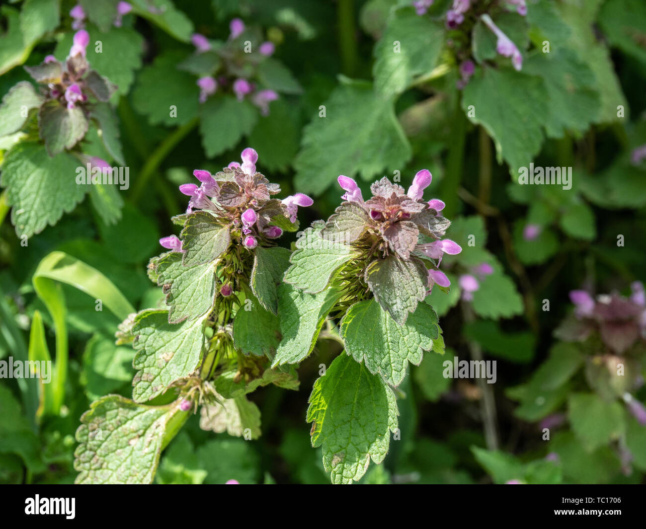 A close up of the purple flowers of the common dead nettle Lamium purpureum Stock Photo