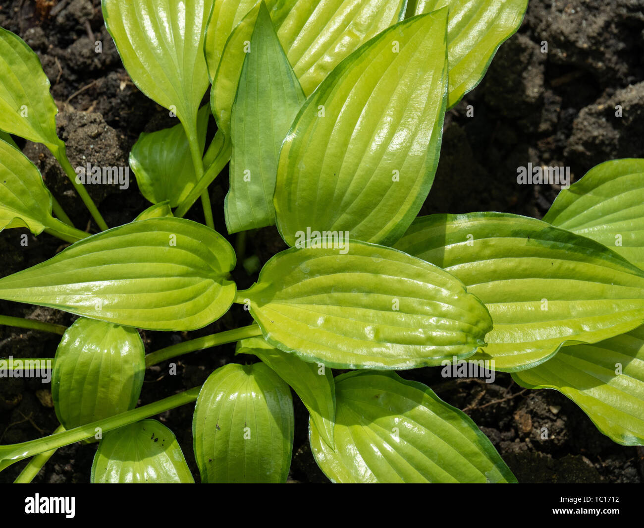 A close up of the lime green foliage of Hosta Chinese Sunrise Stock Photo