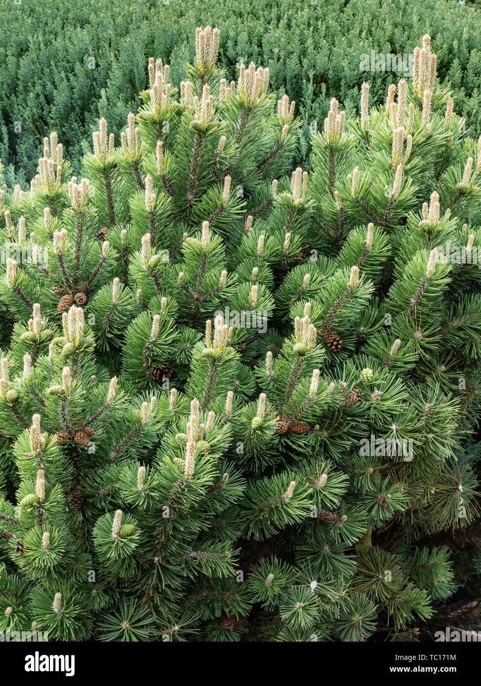 A large plant of Pinus mugo showing covered in male flowers Stock Photo