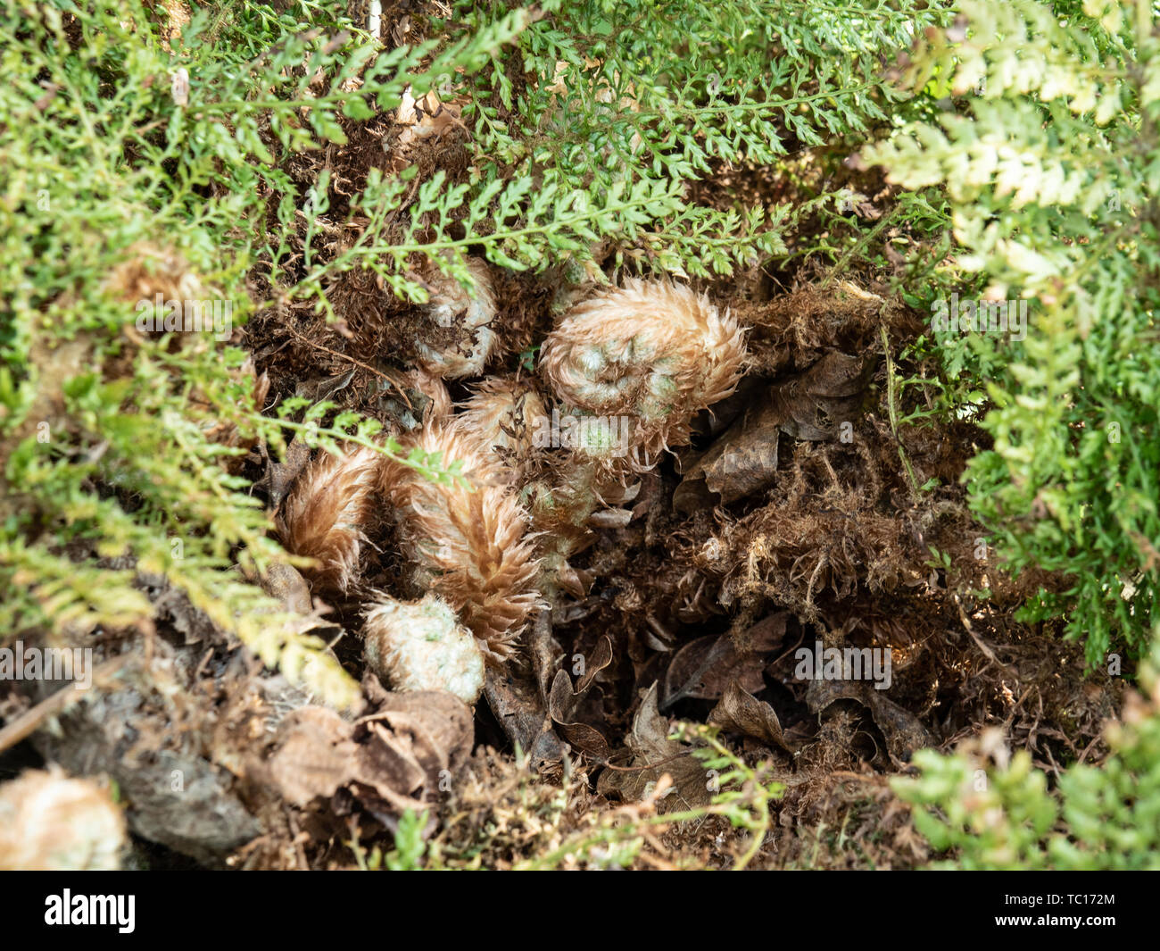 A close up of the unfurling fronds of Polystichum setiferum Plumosomultilobium Group Stock Photo