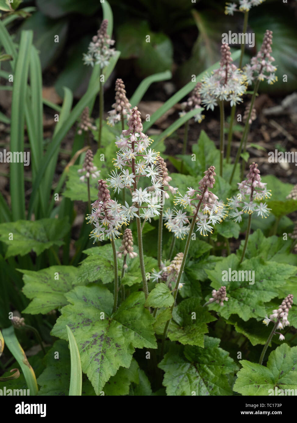 Tiarella Inkblot growing on the edge of a shaded woodland bed Stock Photo