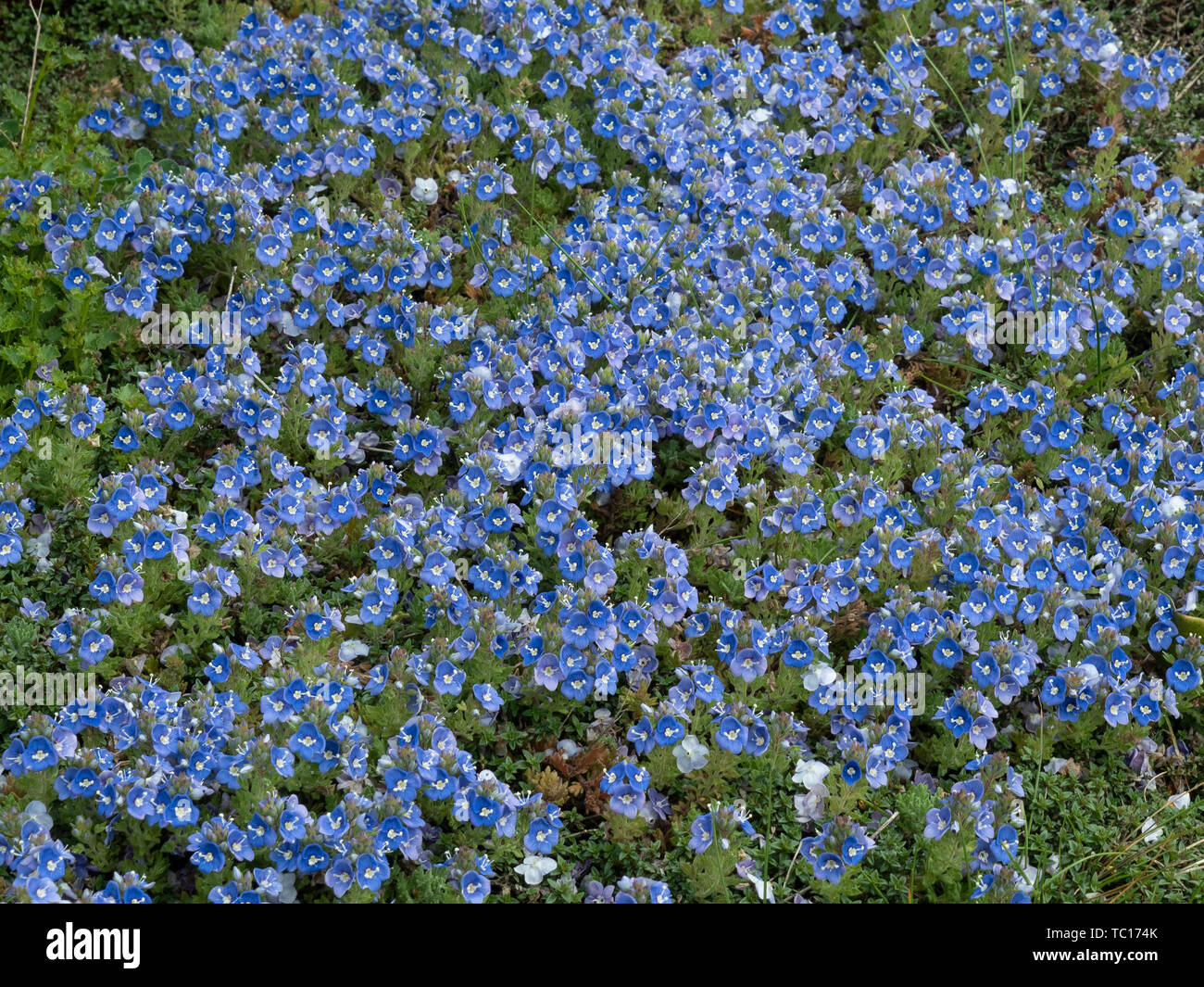 A pale blue carpet of Veronica pectinate growing over the edge of a paved area Stock Photo