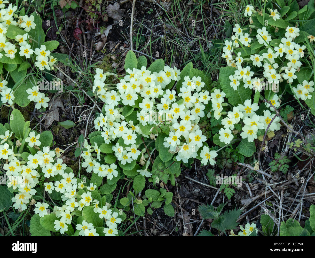 Clump of wild primrose (Primula vulgaris) growing on the edge of a field Stock Photo