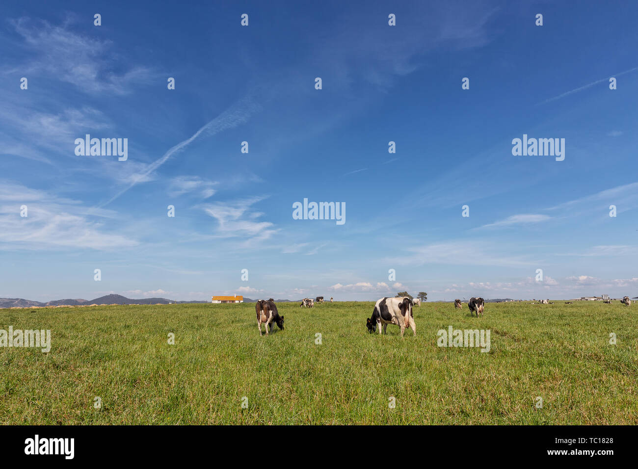 Green pasture field with dairy cows. Holstein breed Friesian Stock ...