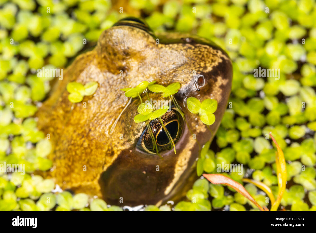 Still common frog (Rana temporaria) half submerged in garden pond surrounded by pond weed. Taken in Poole, Dorset, England. Stock Photo