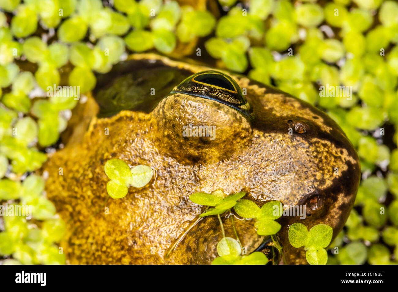 Frogs head sticking out of pond hires stock photography and images Alamy