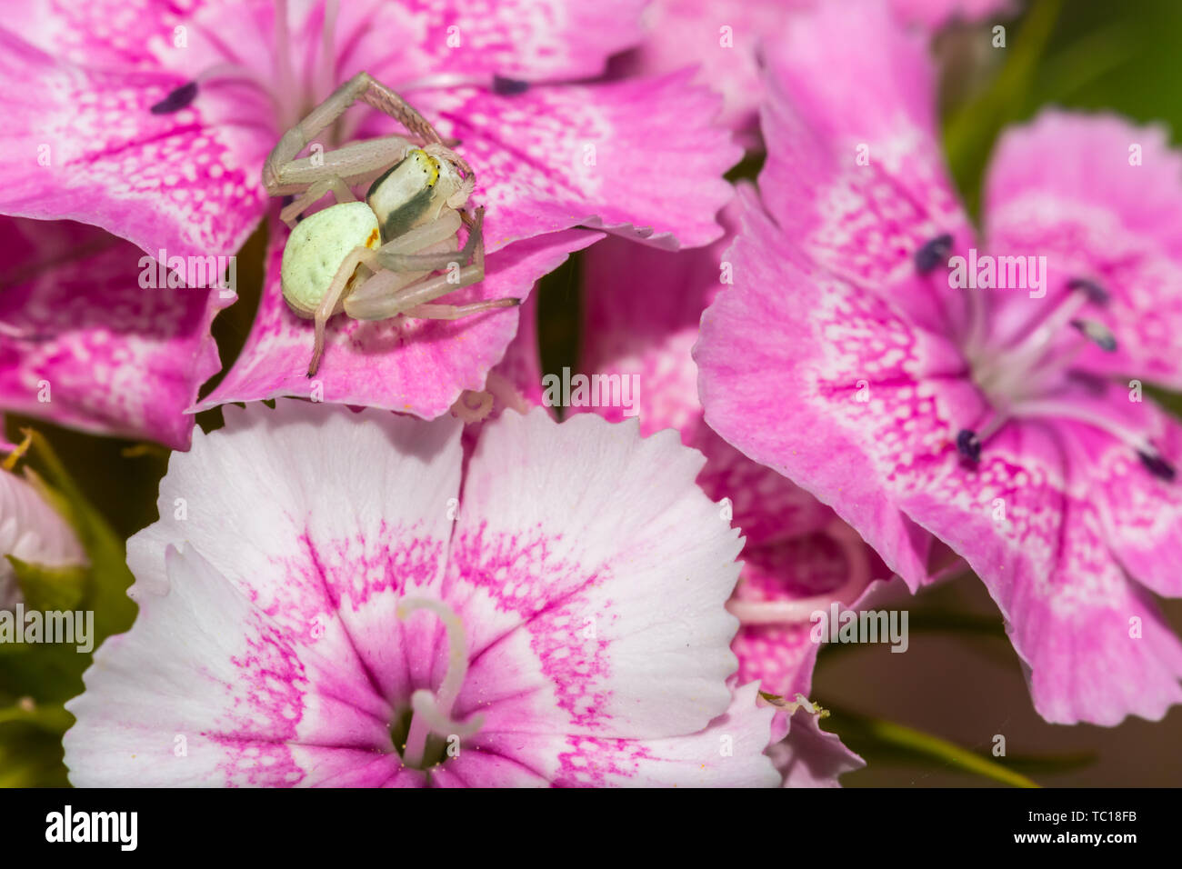 Crab spider (Misumena vatia) in profile sitting in wait for prey on