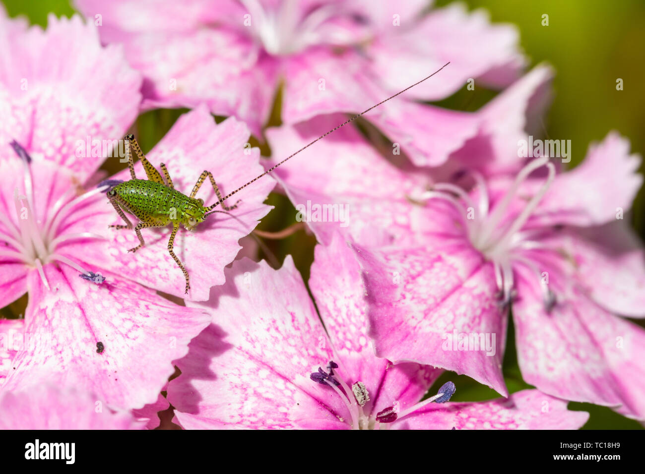 Macro photograph of nymph speckled bush cricket (Leptophyes punctatissima) in profile, perched on Maiden pink flowers. Taken in Poole, Dorset, England Stock Photo
