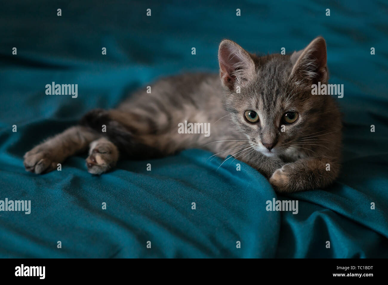 Beautiful gray little cat on the sofa Stock Photo - Alamy