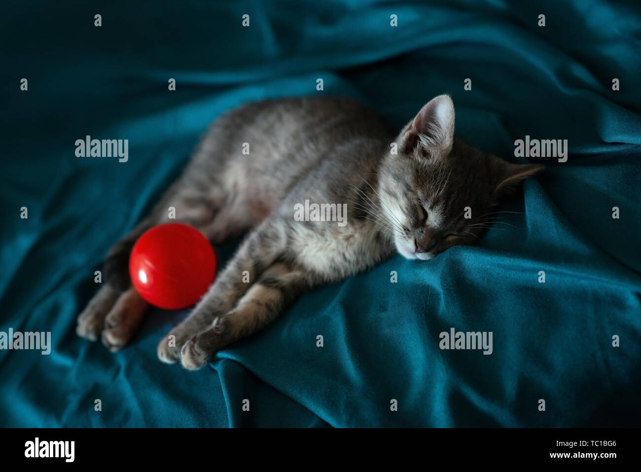 Beautiful Gray Little Cat Sleeping On The Couch With A Red Ball