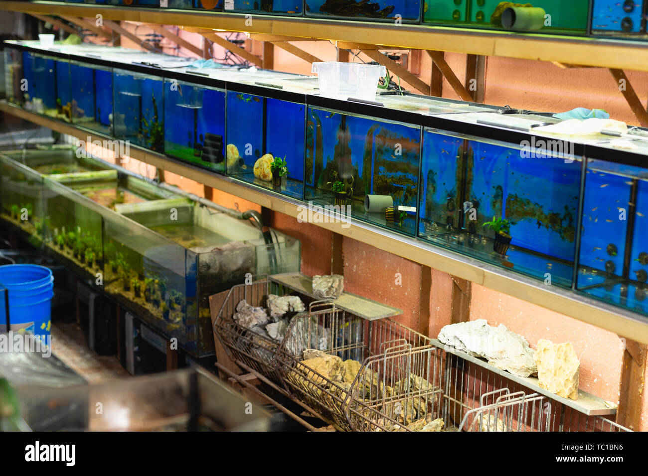 exotic fish store