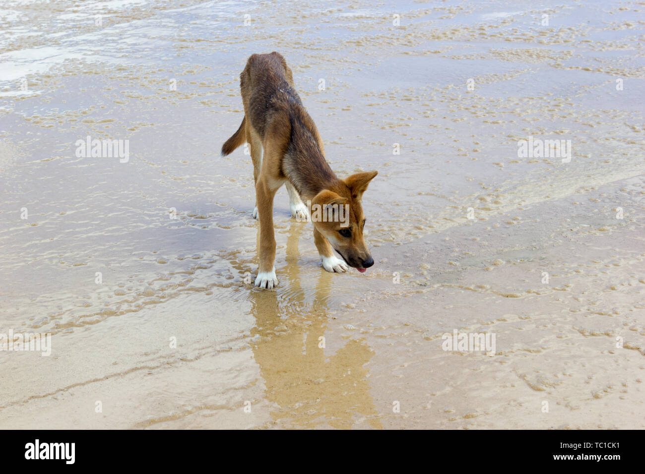 Dingo on the beach in Great Sandy National Park, Fraser Island Waddy