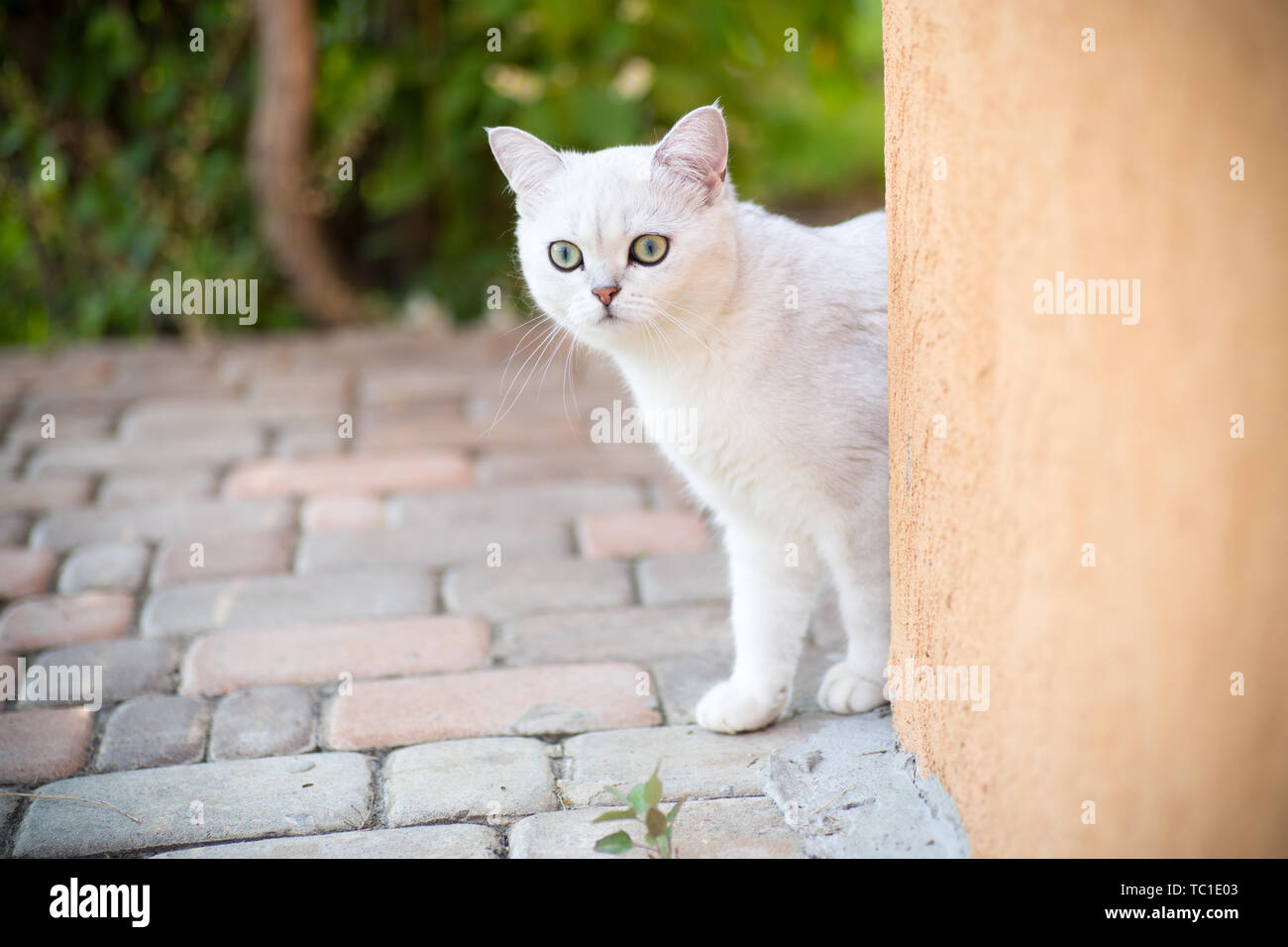 Domestic Cat Breed Scottish Chinchilla Straight Walking Outdoors