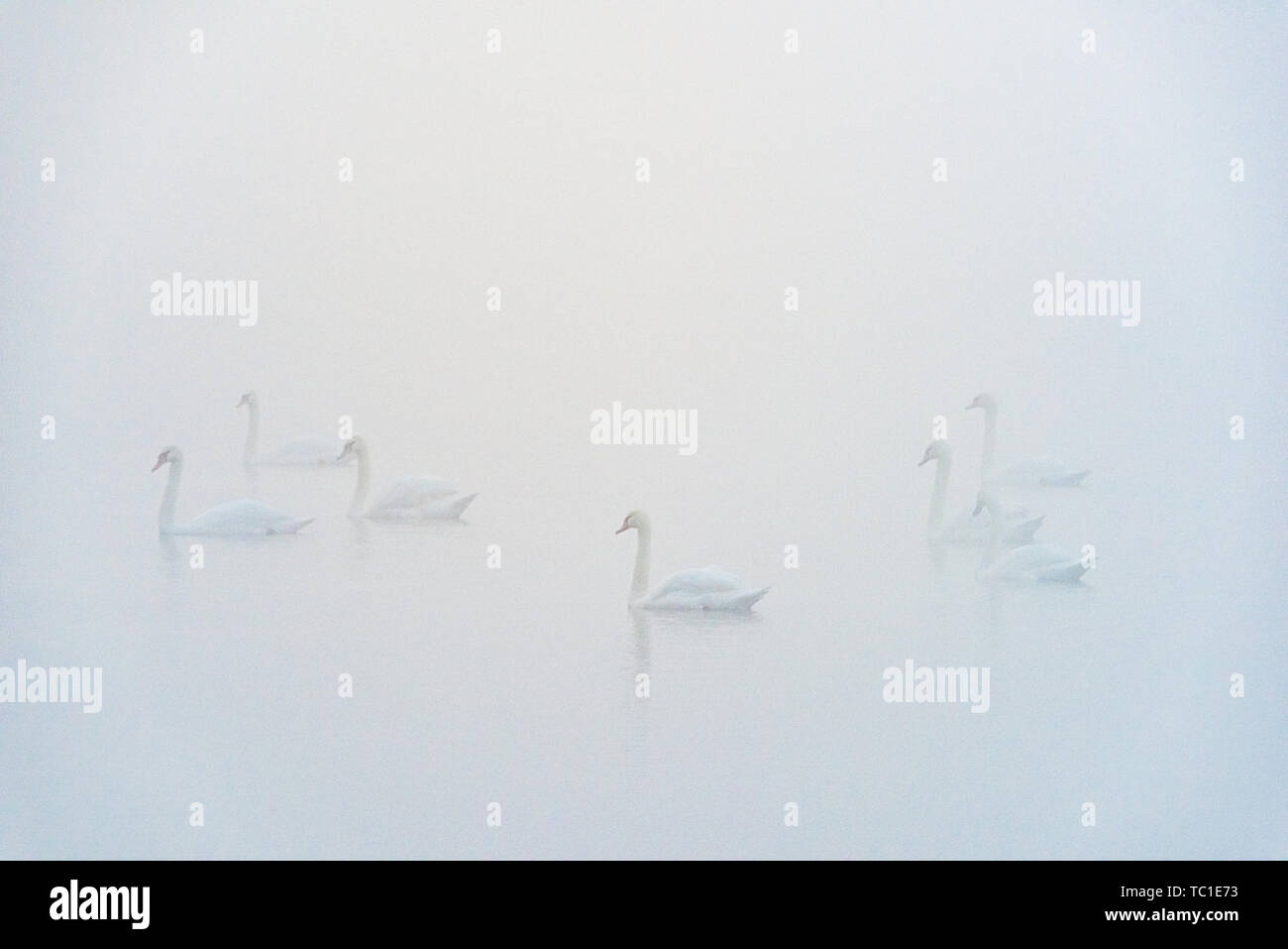 Bevy of Mute Swans in Fog, Kent Lake, Milford, Michigan, USA Stock Photo