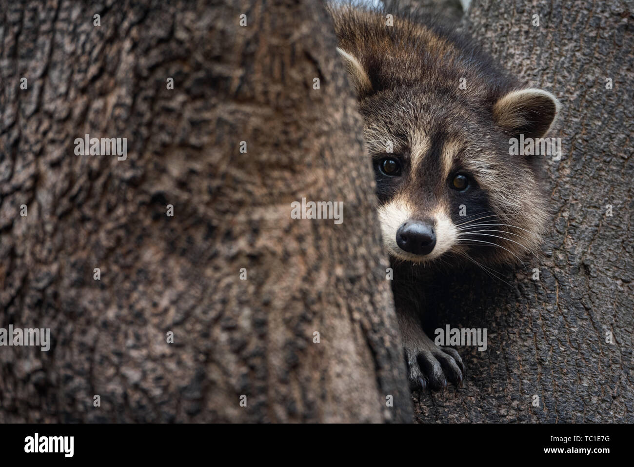 Raccoon in backyard tree, Sterling Heights, Michigan Stock Photo