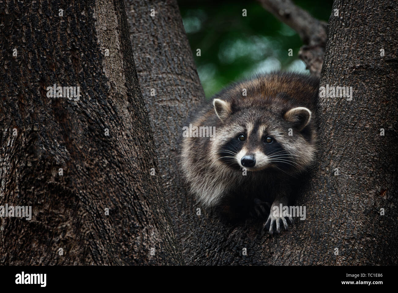 Common Raccoon in tree, Sterling Heights, Michigan Stock Photo