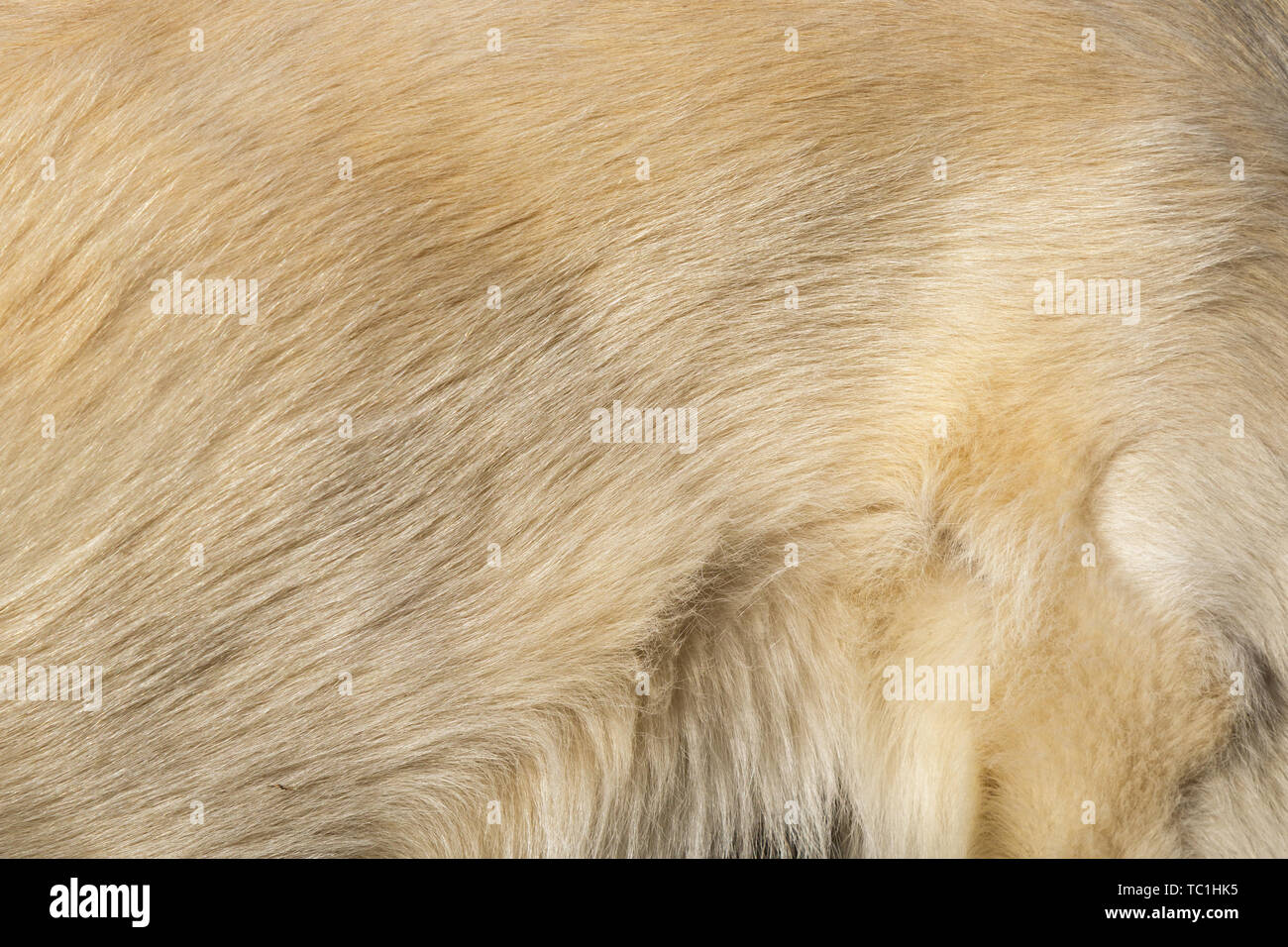 White dog hair texture Stock Photo Alamy