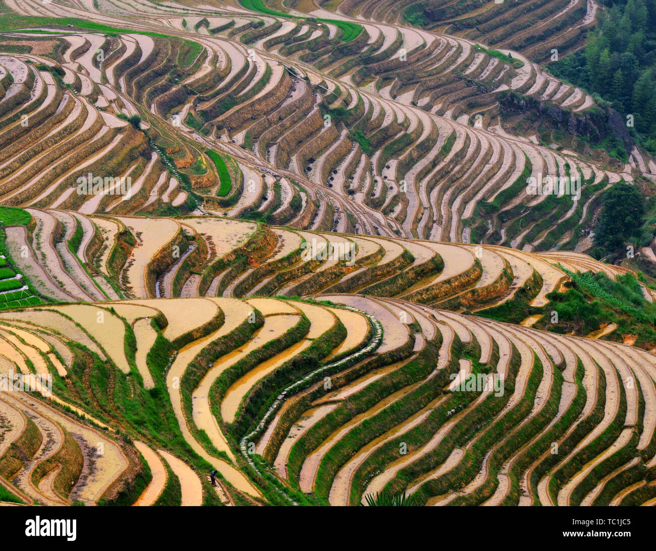 Dragon ridge terraces hi-res stock photography and images - Alamy