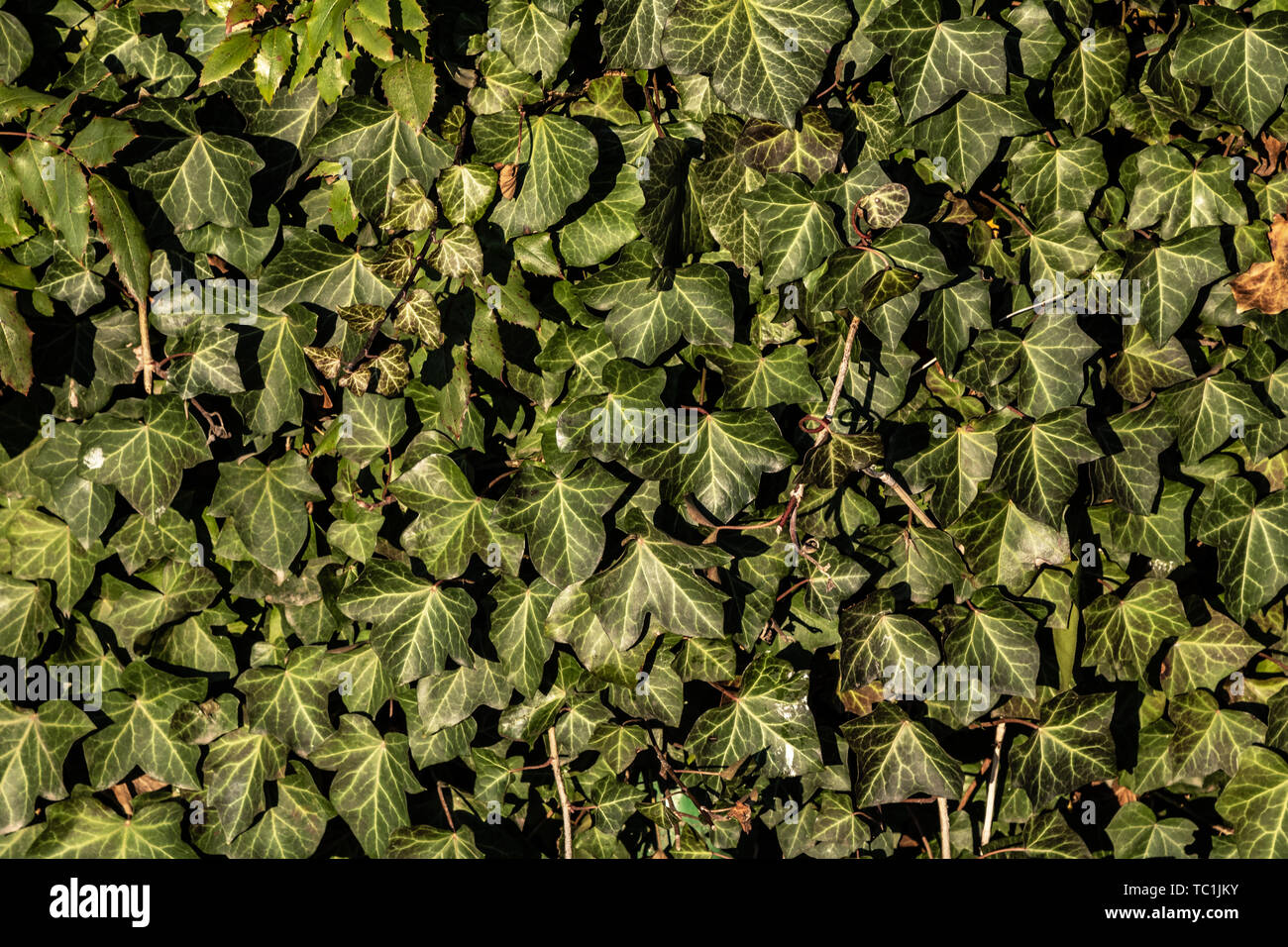 Natural green leaves surface texture Stock Photo - Alamy