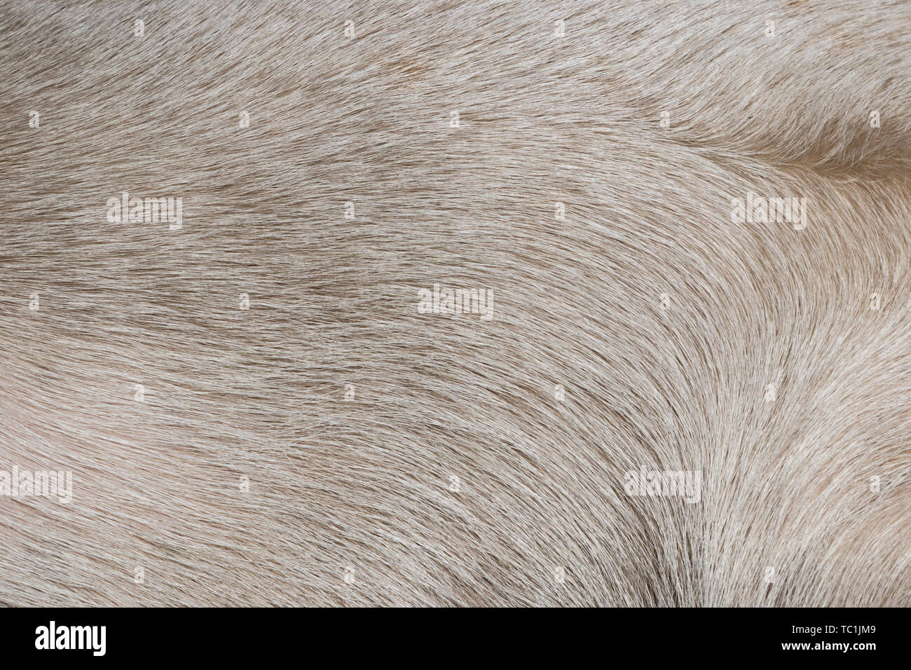 White dog hair texture Stock Photo Alamy