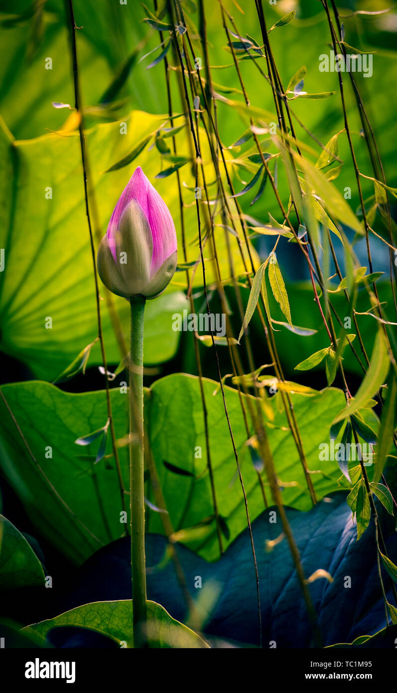 Leaves, plants, nature, summer gardens, flowers, lotus flowers, tropical grain planting environment, lily park, close-up of beautiful plants. Pond in foreign countries, colors and flowers bloom Stock Photo