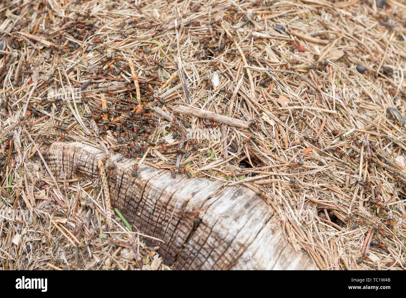 Anthill with lots of red-black ants in the forest Stock Photo