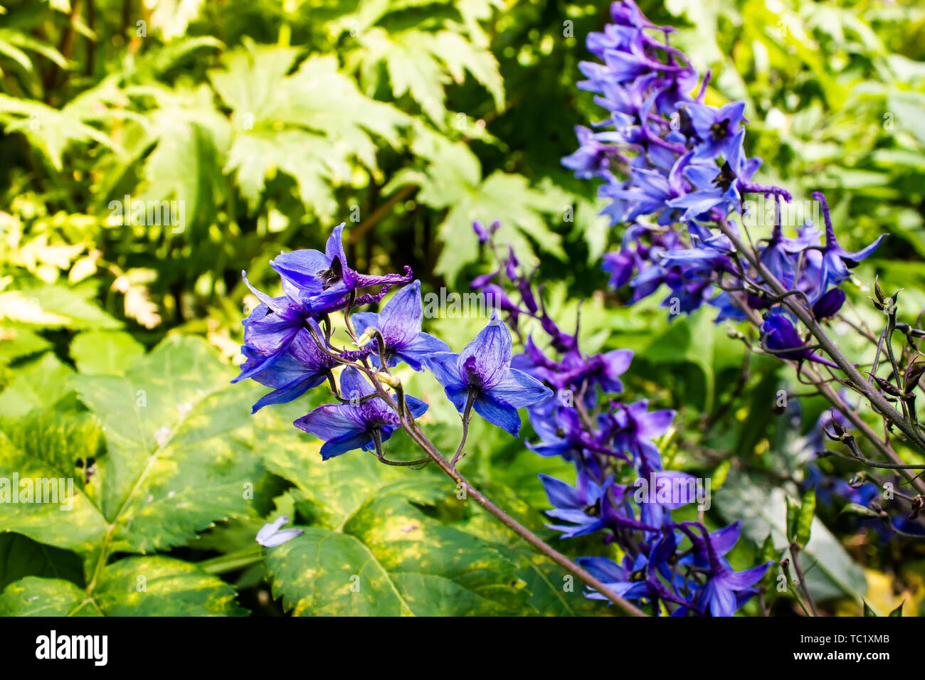 Purple bell flowers in green grass Stock Photo