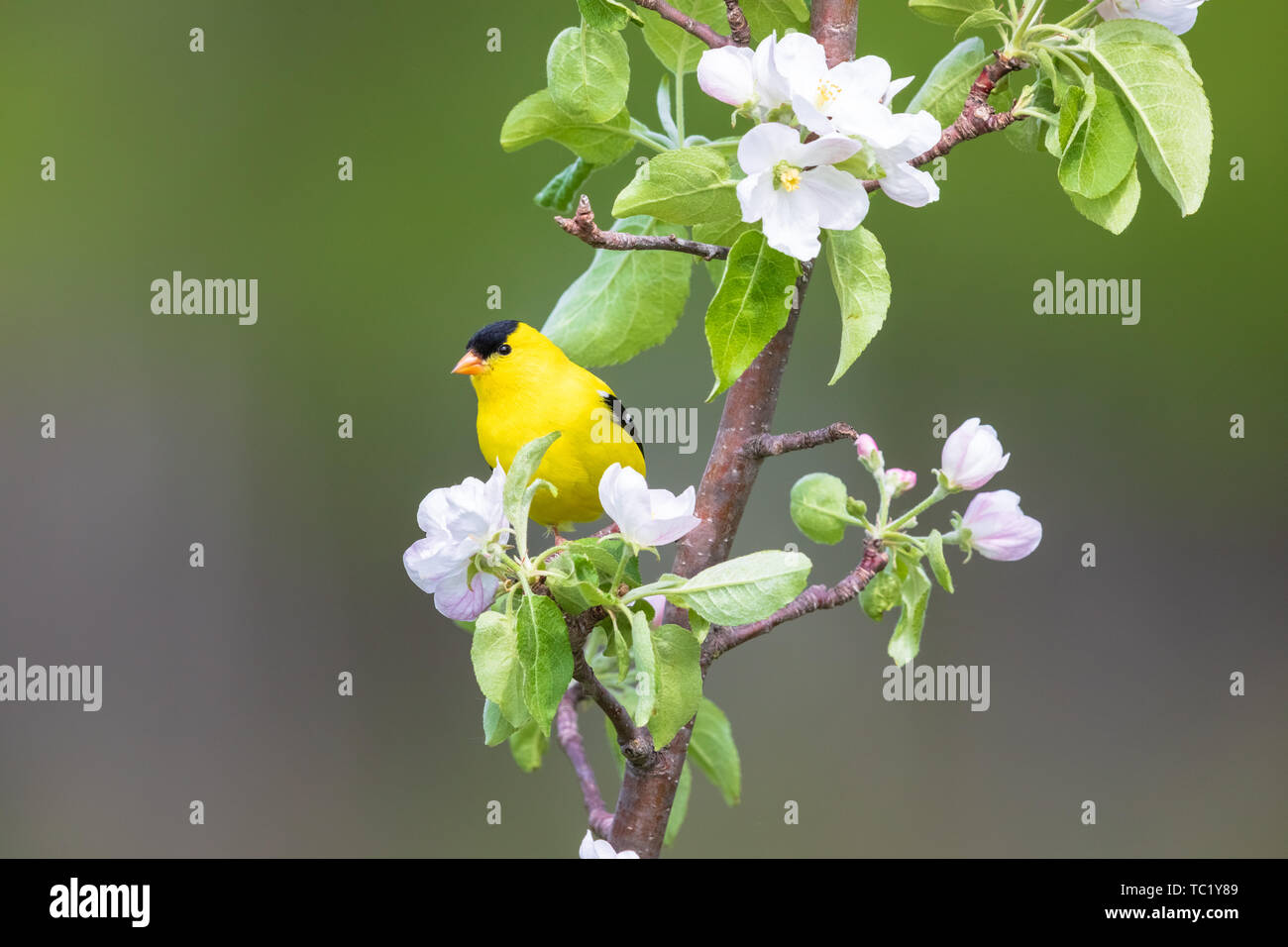 Male American goldfinch perched in a flowering apple tree in northern Wisconsin. Stock Photo