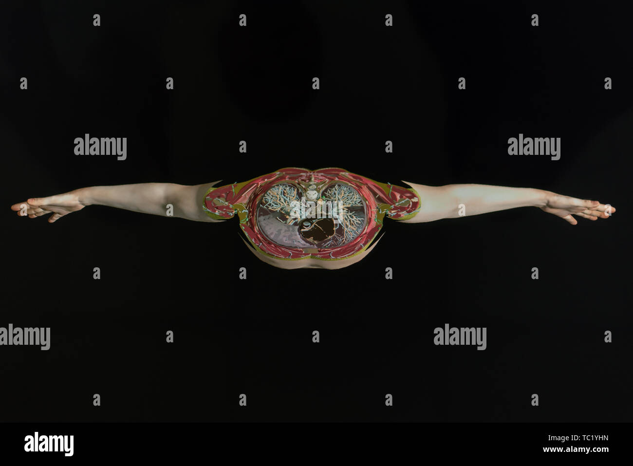 man in section and organs on the screen. Illustration of human organs