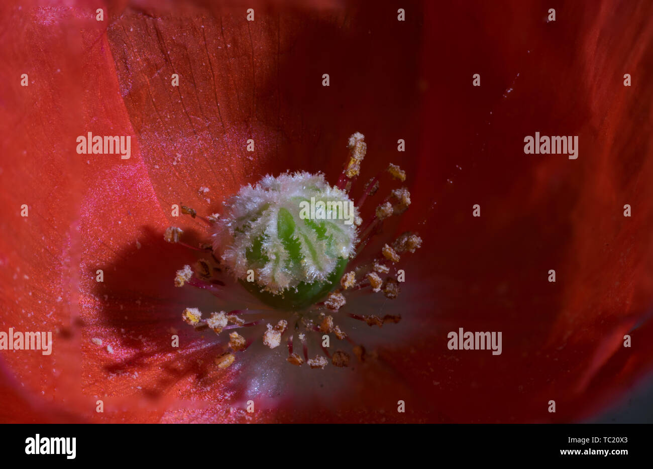 Extreme closeup of red poppy flower Stock Photo