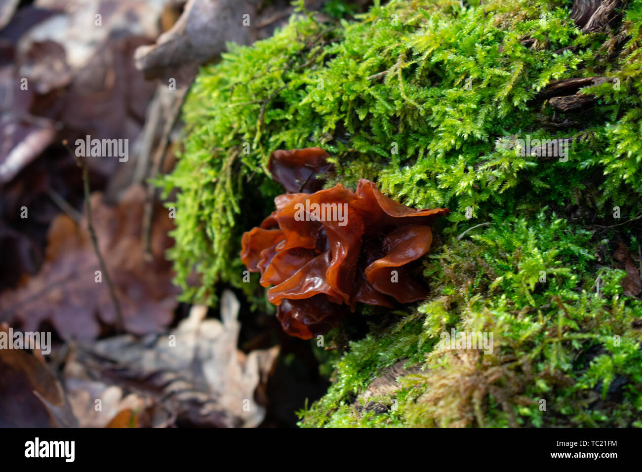 Closeup of brown mushroom on mossbed Stock Photo