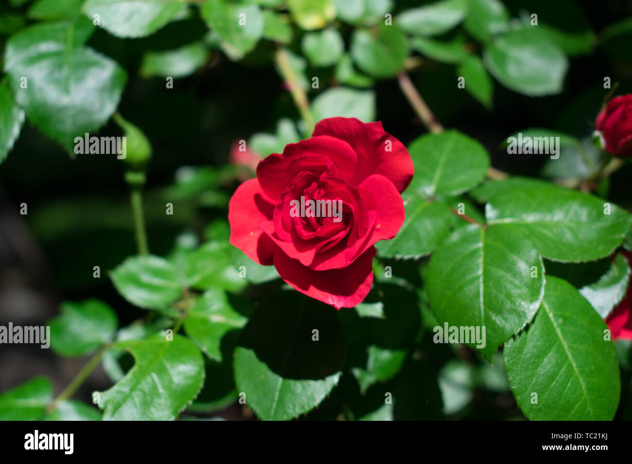 Scarlet red rose hi-res stock photography and images - Alamy