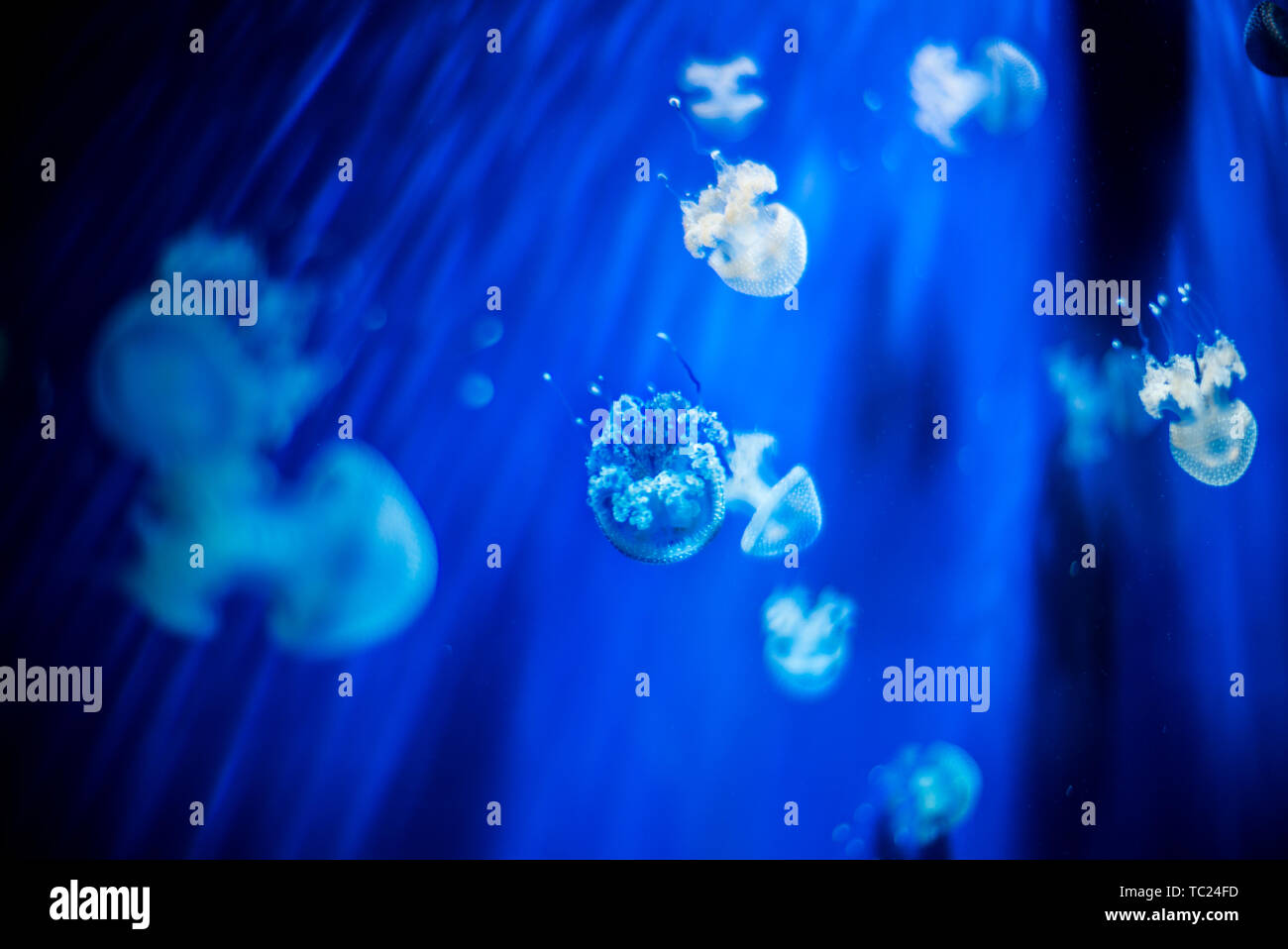 Jellyfish in light and shadow Stock Photo - Alamy