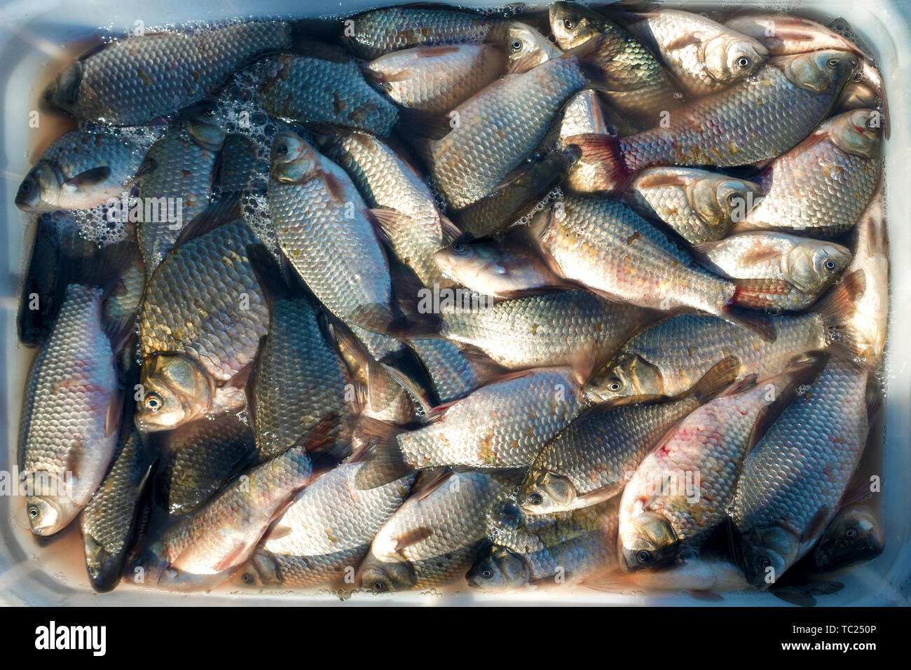 Carp fish supermarket hires stock photography and images Alamy