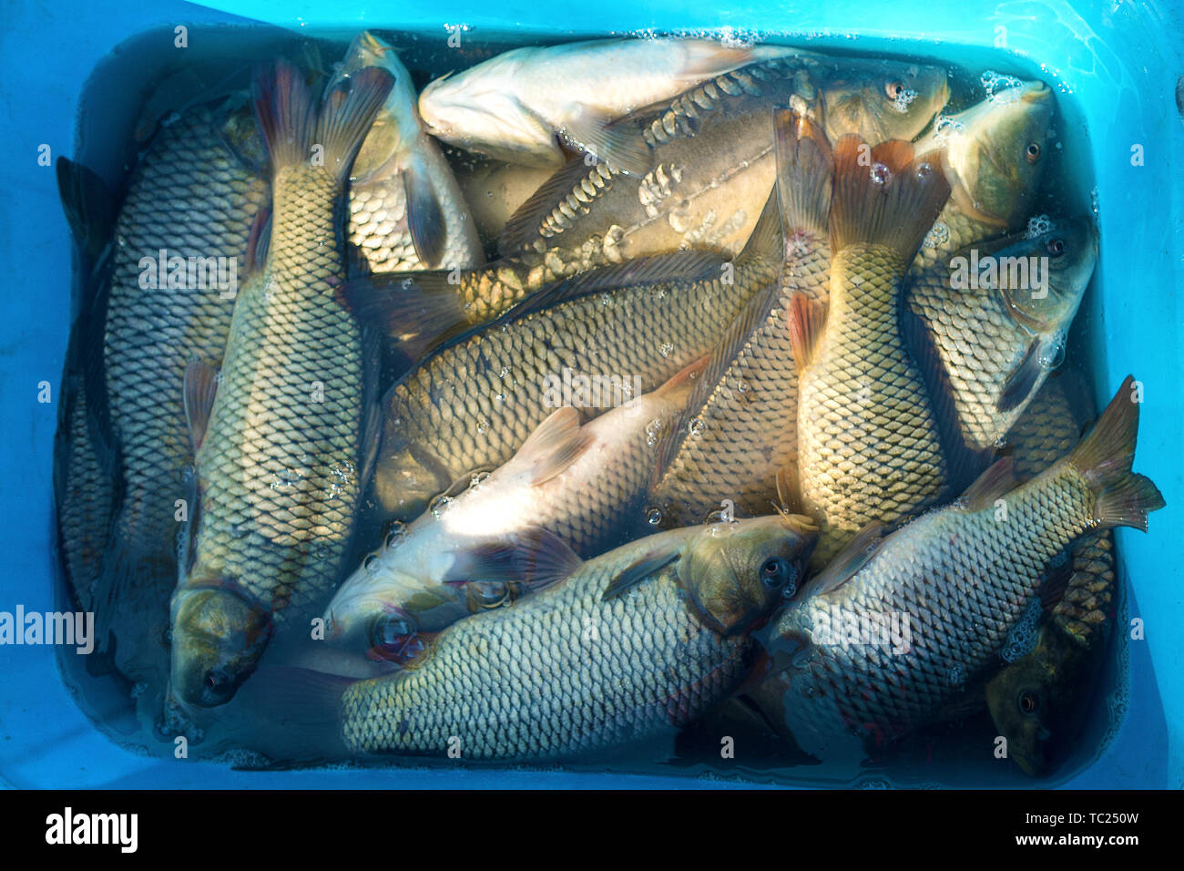 Live carp fish in bucket hi-res stock photography and images - Alamy