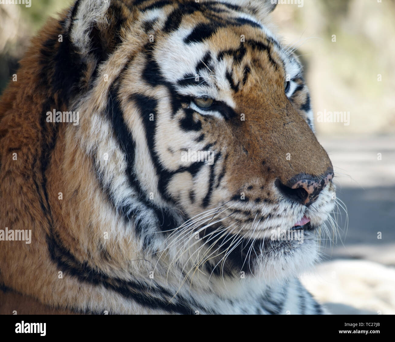 North china tiger hi-res stock photography and images - Alamy