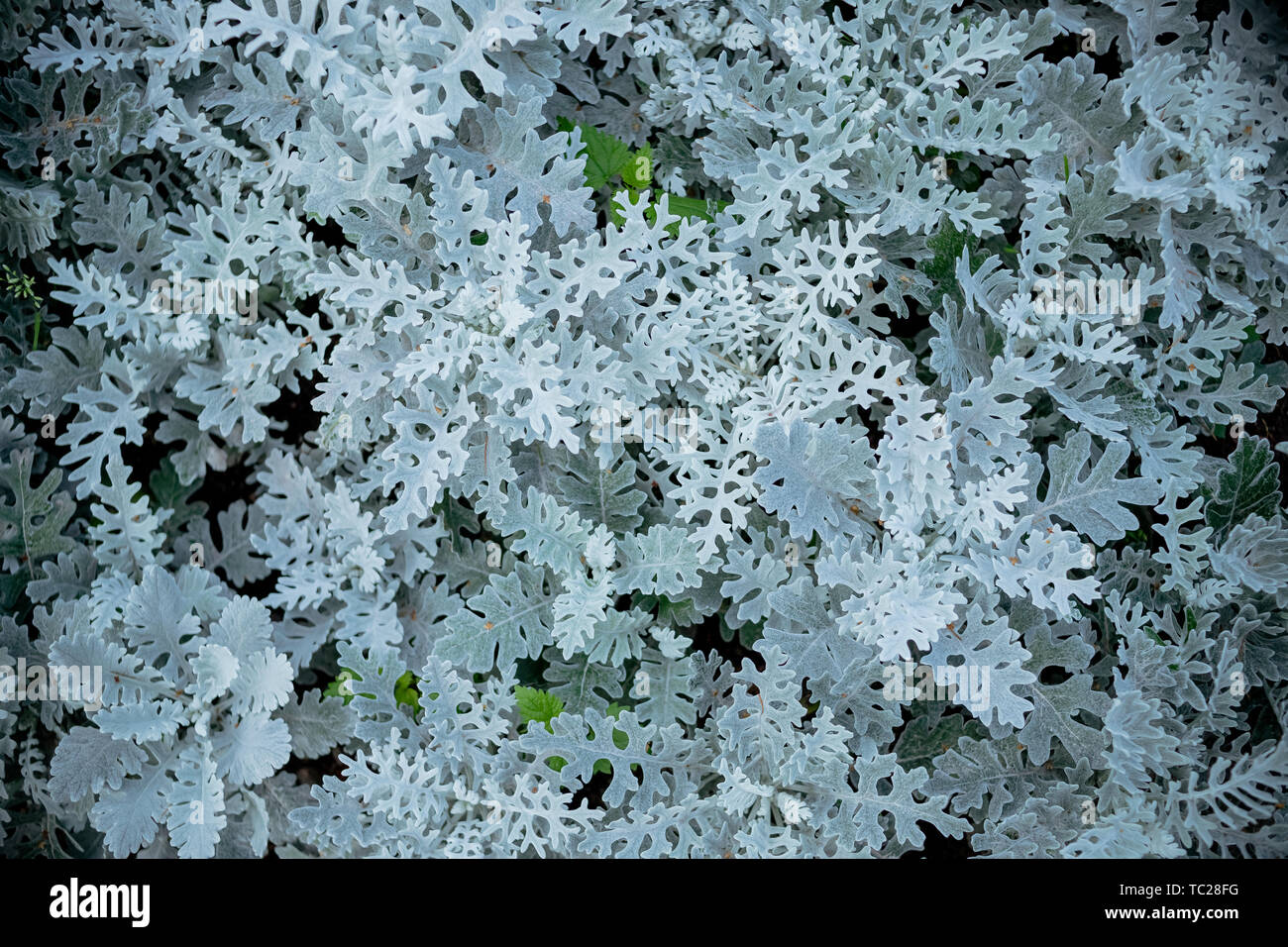 Gray green leaves of cineraria in macro. Exotic dusty miller plant