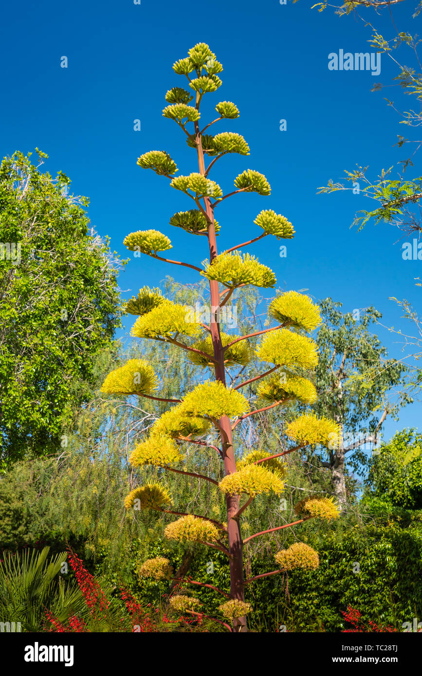 A blooming Century Plant on Ramon Road in Palm Springs, California, USA. Stock Photo