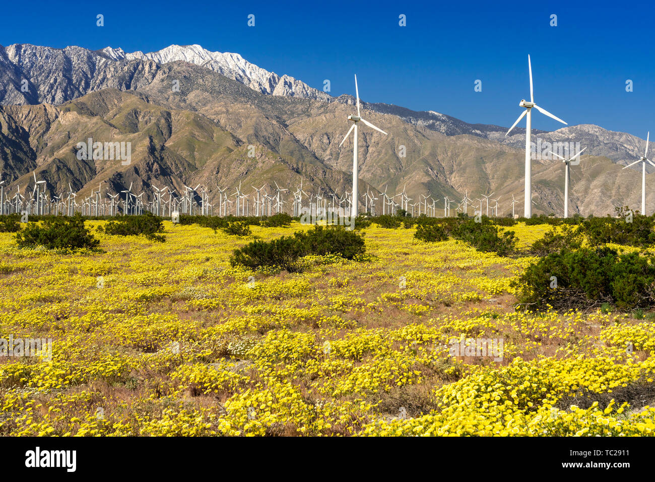Palm springs spring flowers in desert hires stock photography and