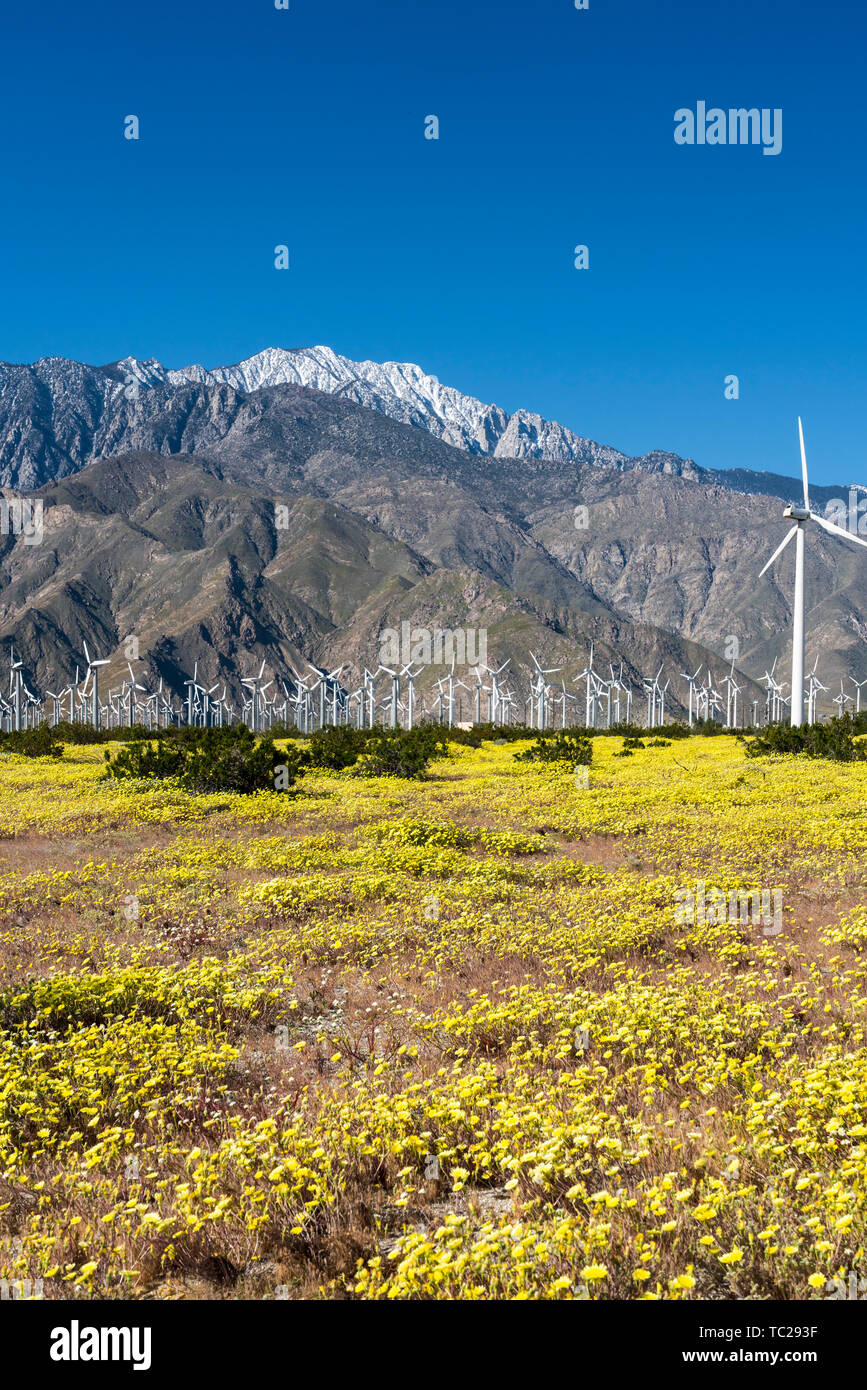 Spring wildflowers and the windfarm in the San Pass near Palm