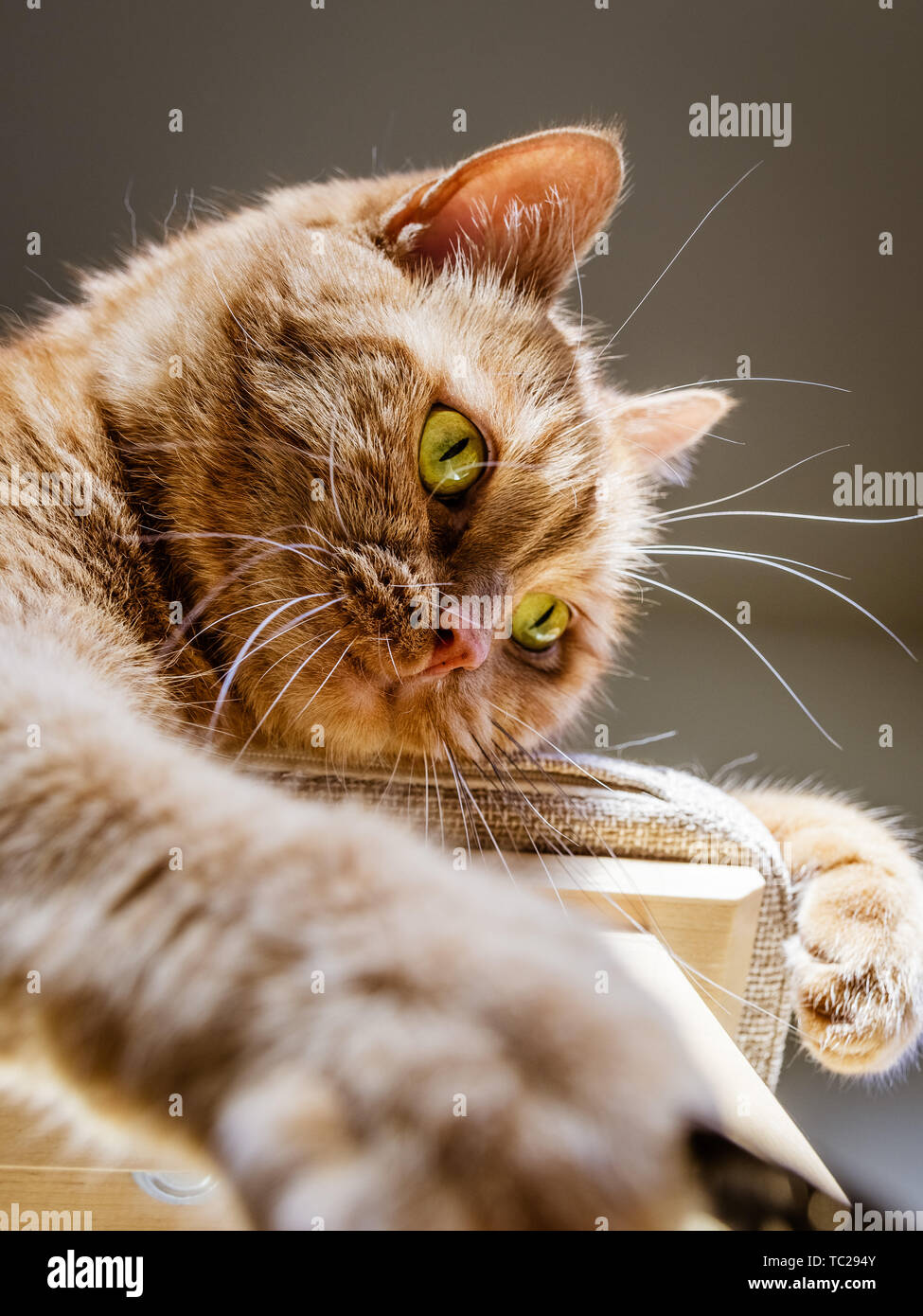 Orange cat with green eyes looking down from a chair; playful attitude