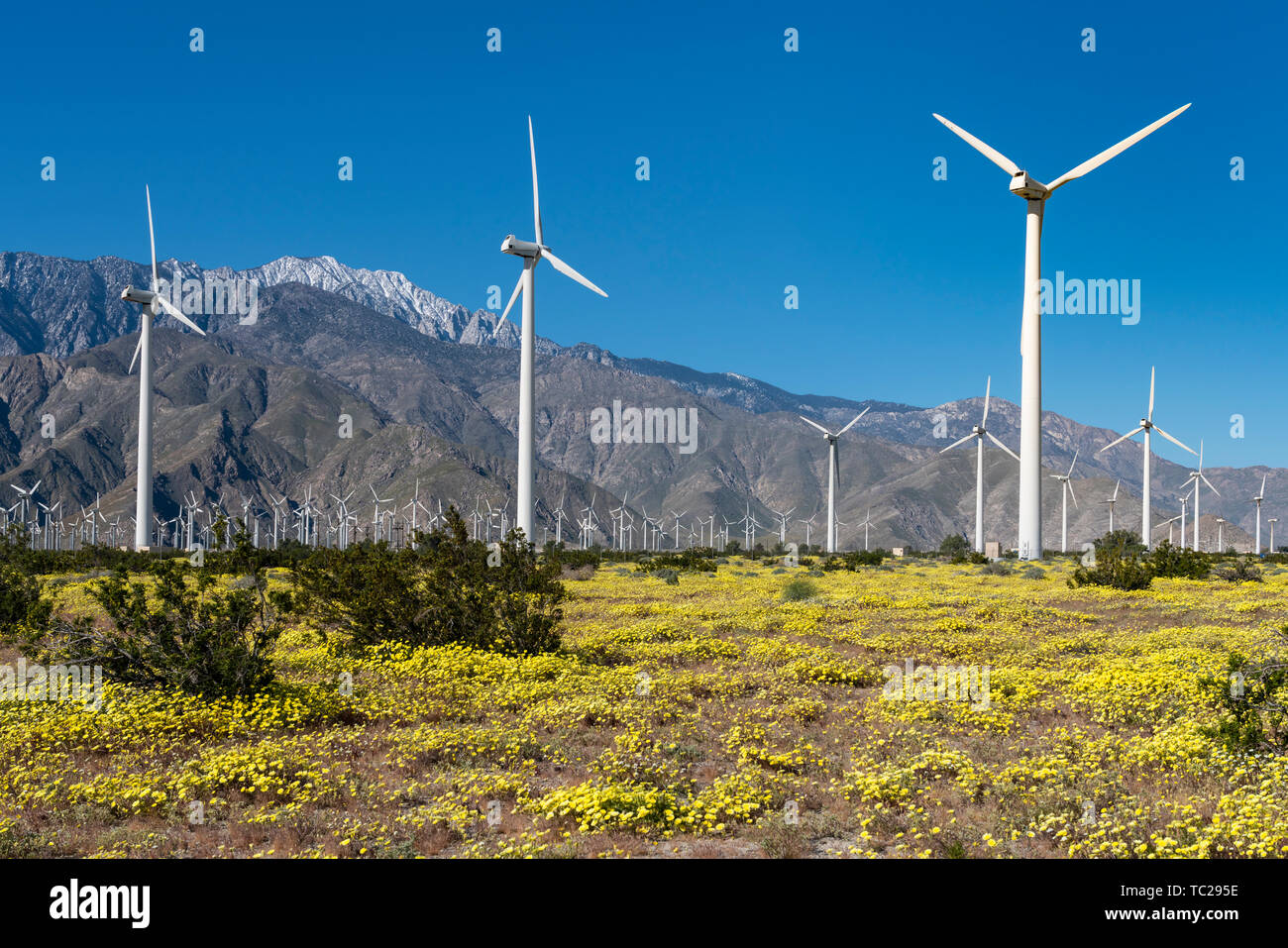 Spring wildflowers and the windfarm in the San Pass near Palm