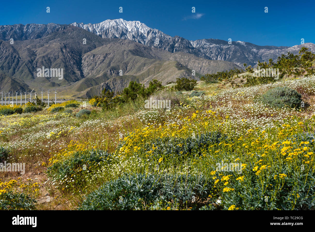Spring wildflowers and the windfarm in the San Pass near Palm