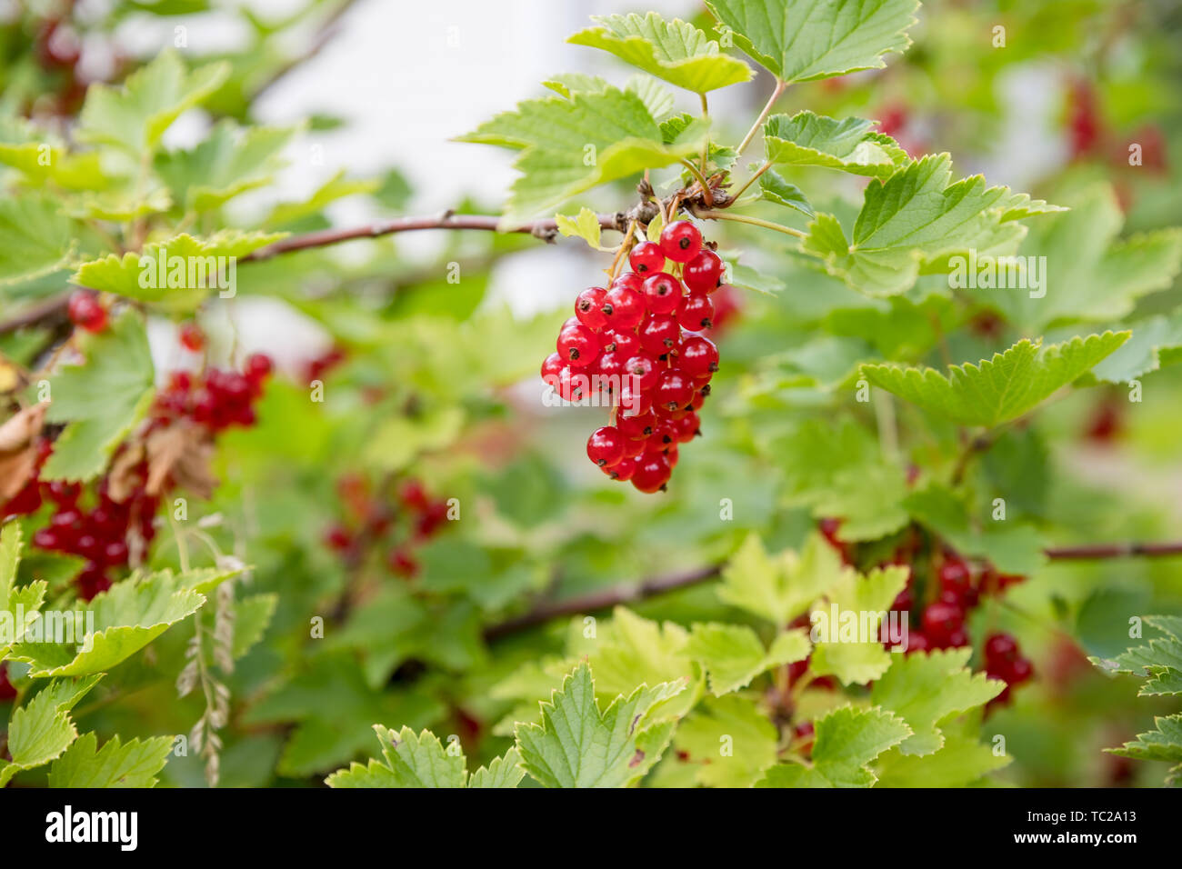 red currant grows on a bush in the garden, berry, harvest, summer